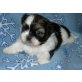 Shih Tzu - Rüde