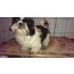 Shih Tzu - Rüde