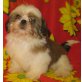 Shih Tzu - Rüde