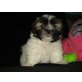 Shih Tzu - Rüde