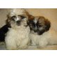 Shih Tzu - Rüde
