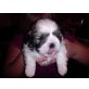 Shih Tzu - Rüde