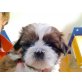 Shih Tzu - Rüde