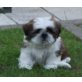 Shih Tzu - Rüde