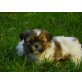 Shih Tzu - Rüde
