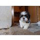 Shih Tzu - Rüde
