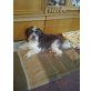 Shih Tzu - Rüde