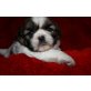 Shih Tzu - Rüde