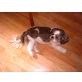 Shih Tzu - Rüde