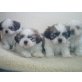 Shih Tzu - Rüde