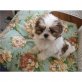 Shih Tzu - Rüde