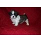 Shih Tzu - Rüde