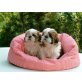 Shih Tzu - Rüde