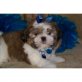 Shih Tzu - Rüde