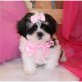 Shih Tzu - Rüde