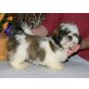 Shih Tzu - Rüde