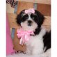 Shih Tzu - Rüde