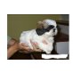 Shih Tzu - Rüde