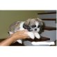 Shih Tzu - Rüde