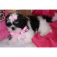 Shih Tzu - Rüde