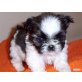 Shih Tzu - Rüde