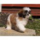 Shih Tzu - Rüde