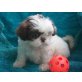 Shih Tzu - Rüde