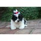 Shih Tzu - Rüde