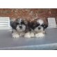 Shih Tzu - Rüde