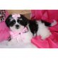 Shih Tzu - Rüde