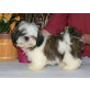 Shih Tzu - Rüde