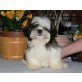 Shih Tzu - Rüde