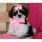 Shih Tzu - Rüde