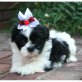 Shih Tzu - Rüde