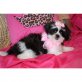 Shih Tzu - Rüde