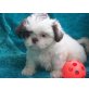 Shih Tzu - Rüde