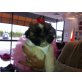 Shih Tzu - Rüde