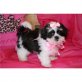 Shih Tzu - Rüde