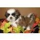Shih Tzu - Rüde