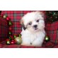 Shih Tzu - Rüde