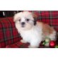 Shih Tzu - Rüde