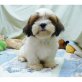 Shih Tzu - Rüde