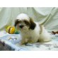 Shih Tzu - Rüde