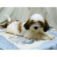 Shih Tzu - Rüde