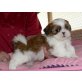 Shih Tzu - Rüde