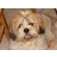Shih Tzu - Rüde