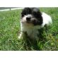 Shih Tzu - Rüde