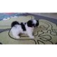 Shih Tzu - Rüde