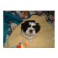 Shih Tzu - Rüde