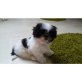 Shih Tzu - Rüde